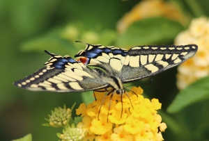 Swallow-tail Butterfly