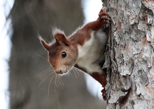 Red Squirel