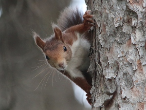 Same Red Squirel