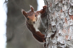 Squirel again